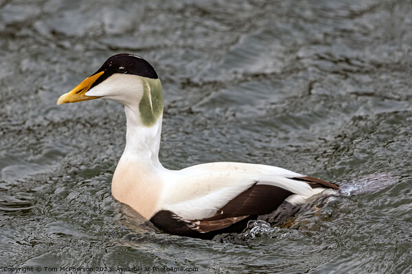 Common Eider Duck Picture Board by Tom McPherson