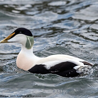 Buy canvas prints of Common Eider by Tom McPherson