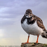 Buy canvas prints of Turnstone by Tom McPherson