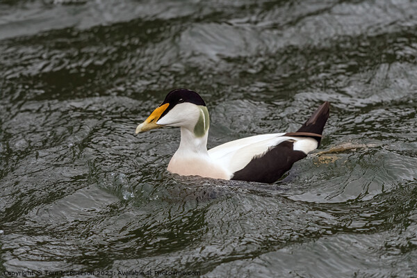 Common Eider Duck, Male Picture Board by Tom McPherson