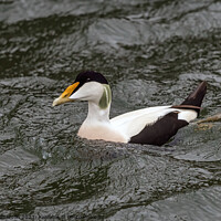 Buy canvas prints of Common Eider Duck, Male by Tom McPherson