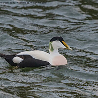 Buy canvas prints of Eider Duck (Male) by Tom McPherson