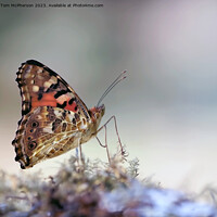 Buy canvas prints of Painted Lady  by Tom McPherson