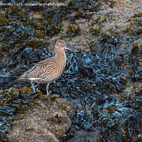 Buy canvas prints of Curlew by Tom McPherson