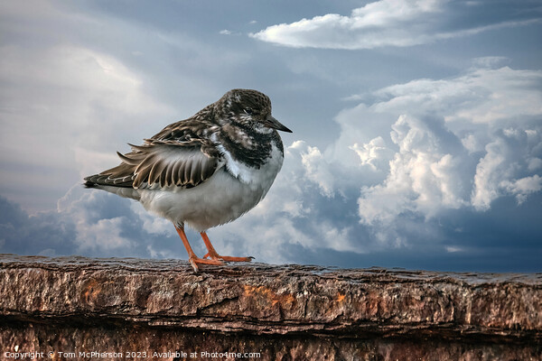 Turnstone Picture Board by Tom McPherson