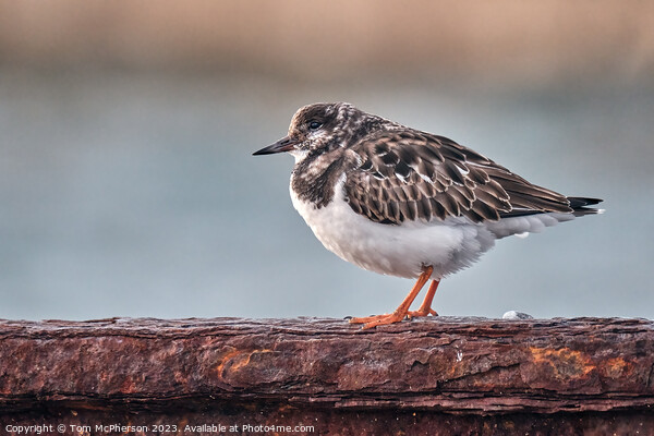 Ruddy Turnstone, Burghead Harbour Picture Board by Tom McPherson