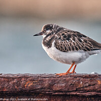 Buy canvas prints of Ruddy Turnstone, Burghead Harbour by Tom McPherson