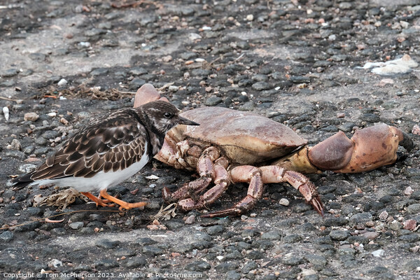 Turnstone and the Crab Picture Board by Tom McPherson