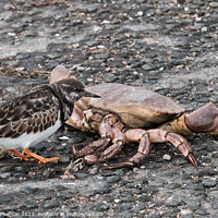 Buy canvas prints of Turnstone and the Crab by Tom McPherson