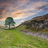 Buy canvas prints of Iconic Sycamore Gap by Tom McPherson