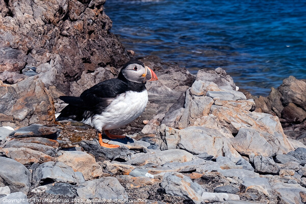 Atlantic Puffin Picture Board by Tom McPherson