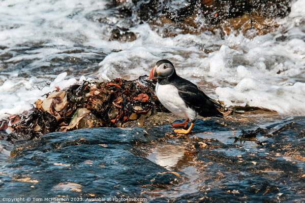 Atlantic Puffin Picture Board by Tom McPherson