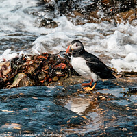 Buy canvas prints of Atlantic Puffin by Tom McPherson