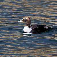 Buy canvas prints of Female Common Eider Duck by Tom McPherson