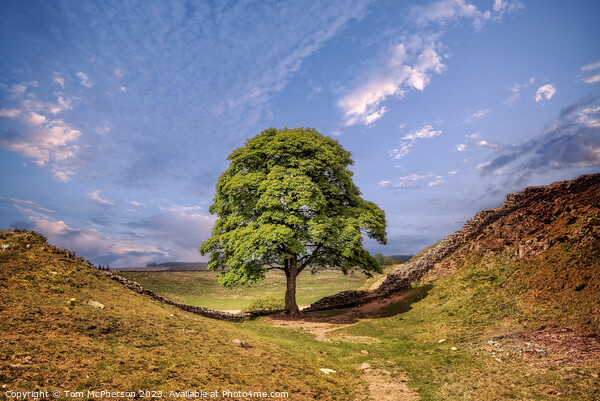 Sycamore Gap Tree Picture Board by Tom McPherson