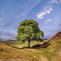Buy canvas prints of Sycamore Gap Tree by Tom McPherson