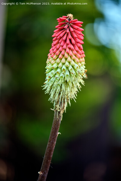 Red Hot Poker Picture Board by Tom McPherson
