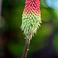 Buy canvas prints of Red Hot Poker by Tom McPherson