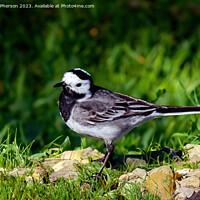 Buy canvas prints of Pied Wagtail  by Tom McPherson