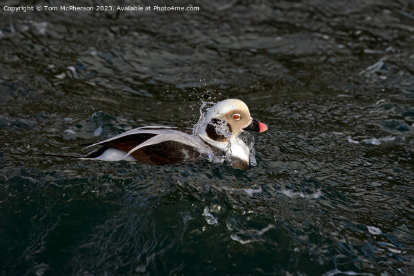 The long-tailed duck Picture Board by Tom McPherson