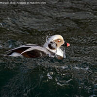 Buy canvas prints of The long-tailed duck by Tom McPherson
