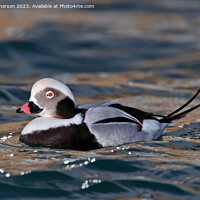 Buy canvas prints of Long-Tailed Duck by Tom McPherson