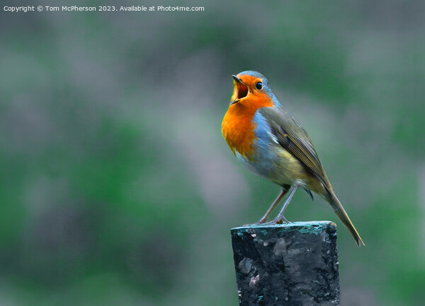 Robin Redbreast Picture Board by Tom McPherson