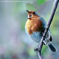 Buy canvas prints of Robin Singing by Tom McPherson