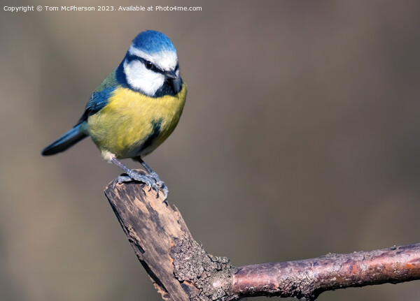 Bluetit Picture Board by Tom McPherson