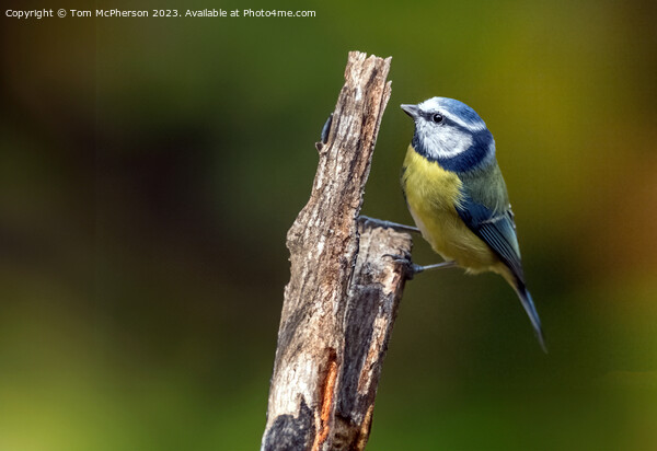 Blue Tit Picture Board by Tom McPherson