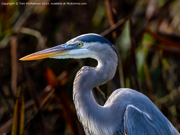 The Grey Heron  Picture Board by Tom McPherson