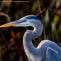 Buy canvas prints of The Grey Heron  by Tom McPherson