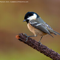 Buy canvas prints of Coal Tit by Tom McPherson