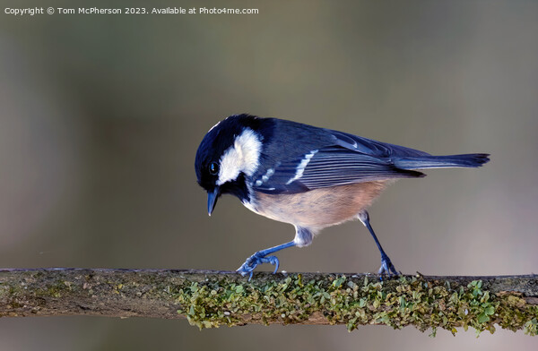Coal Tit Picture Board by Tom McPherson