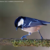 Buy canvas prints of Coal Tit by Tom McPherson