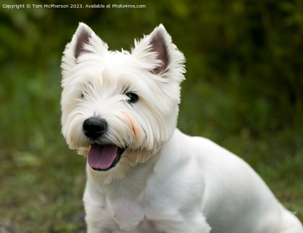 West Highland White Terrier Picture Board by Tom McPherson
