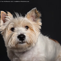 Buy canvas prints of  West Highland White Terrier by Tom McPherson