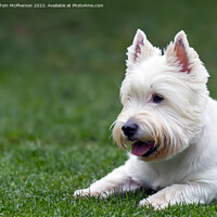 Buy canvas prints of West Highland White Terrier by Tom McPherson