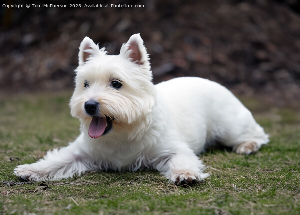 The West Highland White Terrier Picture Board by Tom McPherson