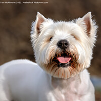 Buy canvas prints of The West Highland White Terrier by Tom McPherson