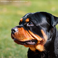 Buy canvas prints of Rottweiler by Tom McPherson