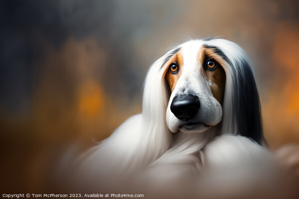 Afghan Hound Picture Board by Tom McPherson