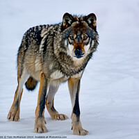 Buy canvas prints of A wolf in the snow by Tom McPherson