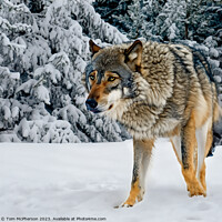 Buy canvas prints of Grey Wolf by Tom McPherson