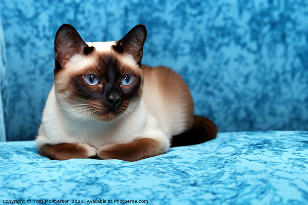 Siamese Cat Picture Board by Tom McPherson