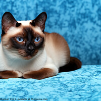Buy canvas prints of Siamese Cat by Tom McPherson