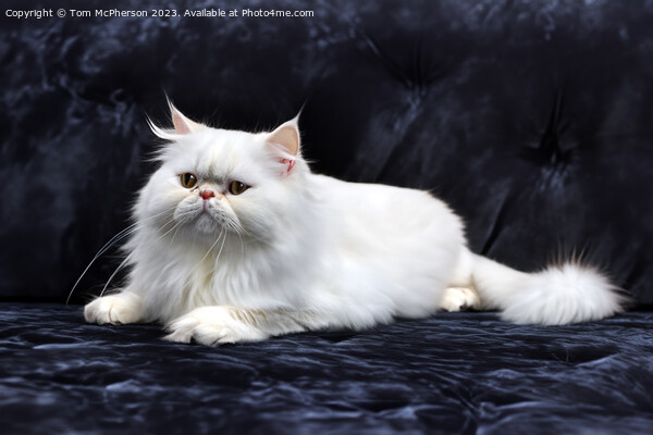 Persian Cat Picture Board by Tom McPherson