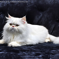 Buy canvas prints of Persian Cat by Tom McPherson