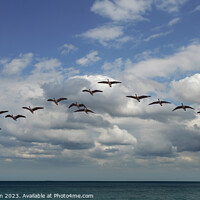 Buy canvas prints of Canada Geese in Flight by Tom McPherson