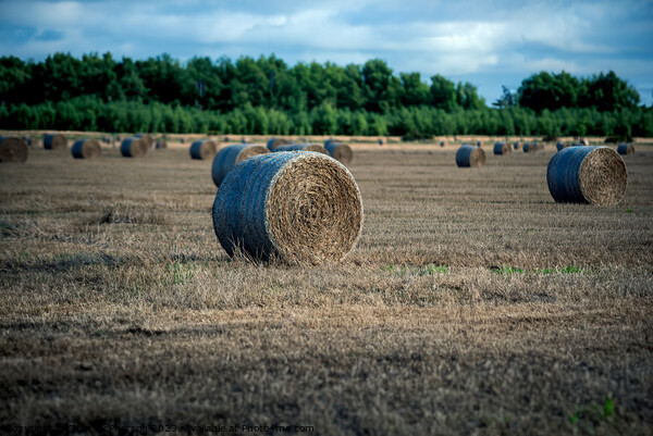 Bales of Hay in a Field Picture Board by Tom McPherson